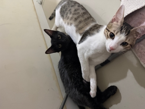 Kedi sahiplenme fotoğraf