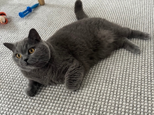 Acil sahiplendirme british shorthair. fotoğraf