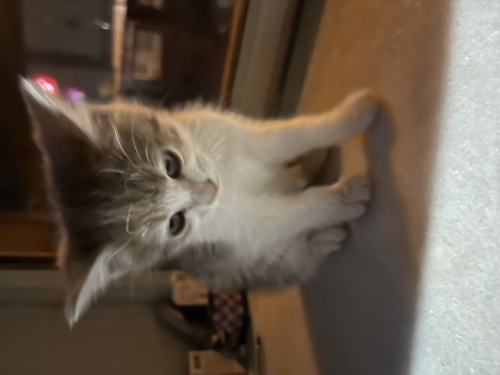 4 adet Yenidoğan yavru kedi kalıcı yuva aranıyor fotoğraf