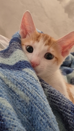 Yavruya acil yuva fotoğraf