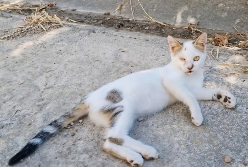 Sevimli yavruya yuva fotoğraf