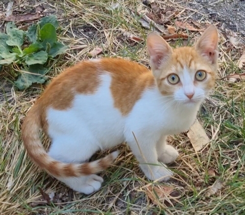 Sarman yavruya yuva fotoğraf