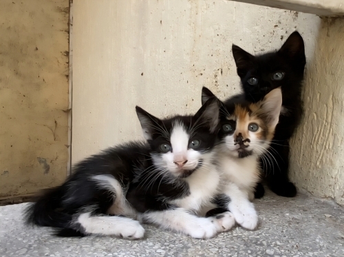 Kardeşlere yuva fotoğraf