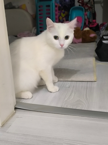 Sevgi Dolu, Uysal ve Çok Tatlı Bir Kedi fotoğraf