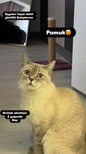Pamuk oyuncu ve eğitimli kedi😍 fotoğraf