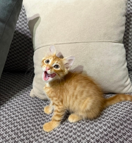 Acil yuva aranıyor fotoğraf