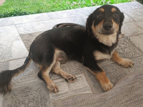 Border Collie kırması oğlana aile olur musunuz? fotoğraf