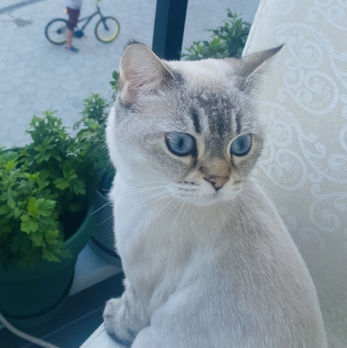 Ücretsiz verilecektir fotoğraf