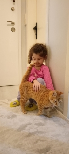 Alerjim çıkması sebebiyle ACİL YUVA .balkonda kalıyor şuan fotoğraf
