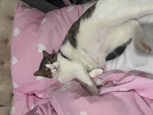 ÜCRETSİZ SAHİPLENDİRİLECEKTİR fotoğraf