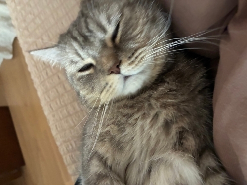 Sokakta yapamaz, yuvasi olur musunuz fotoğraf