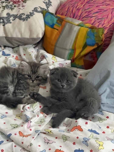 Ragdoll Kırması Yavru Leo ve Scottish Fold Shrek – Ömürlük Yuvasını Arıyor 🐾 fotoğraf