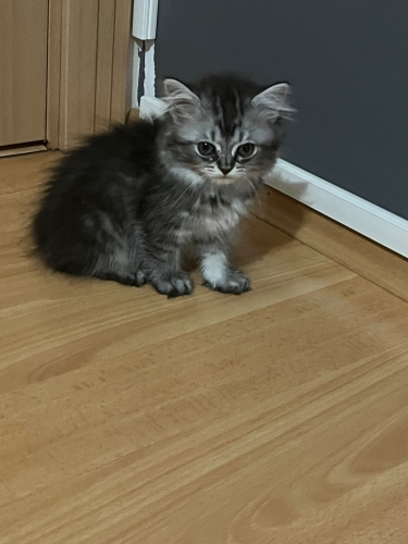 DİŞİ VE ERKEK NORVEÇ ORMAN KEDİSİ YAVRULARI..!! fotoğraf