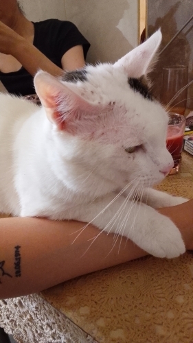 Sokaktan alindi gecici yuvasi olduk fotoğraf