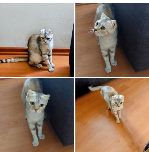 Uysal kendini sevdirmeye bayılan bir kiz fotoğraf