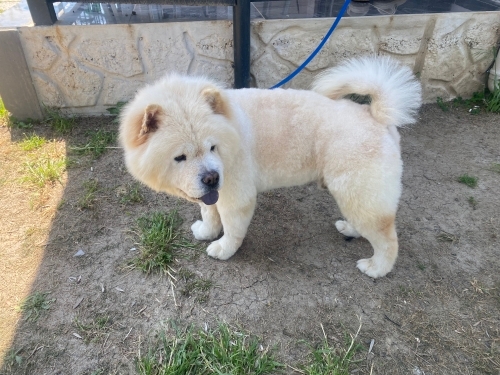 Köpeğimi ücretsiz sahiplendirmek istiyorum fotoğraf