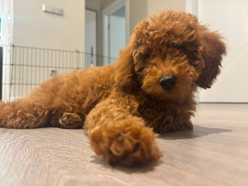 Minik karamel shera fotoğraf