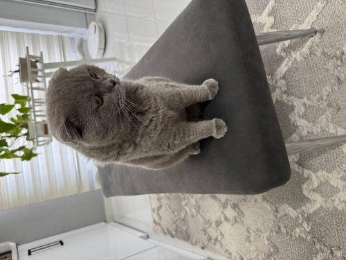 Eğitimli uysal scottish fold fotoğraf