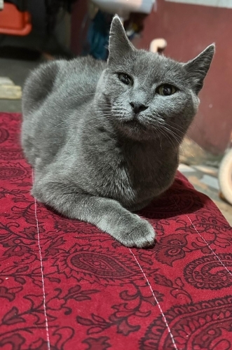 Oyuncu ilgiyi sever uslu fotoğraf