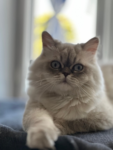 Yuva Arayan Mavi Gözlü Güzel Dostumuz (Ücretsiz) fotoğraf