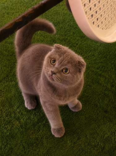 Ücretsiz sahiplenme Scottish kedi fotoğraf