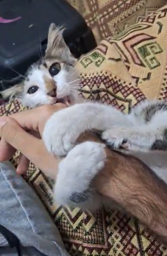 SEVGİYE DOYMUYOR - Yavru sıcakkanlı dost fotoğraf