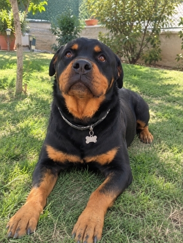 Rottweiler Yuva Arıyor fotoğraf