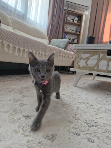 Yuumi yuva arıyor fotoğraf