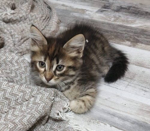 3 minik kıza yuva 🏡 arıyorum fotoğraf