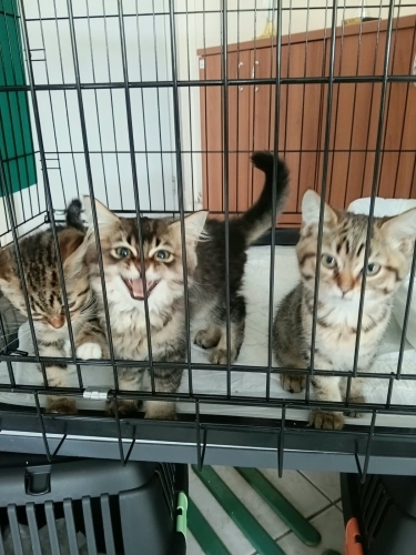 2 aylık, aşılı, sağlıklı bebeklere yuva fotoğraf