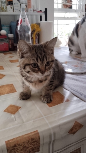 Minik kuzuma ömürlük yuva fotoğraf