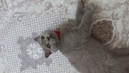 Oyuncu sevecen sokağa atılmış sokakta araba ezmesinden kurtardığım kedi fotoğraf