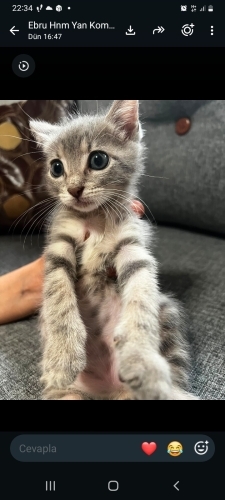 2 aylık annesiz büyüyen yavru kedi fotoğraf