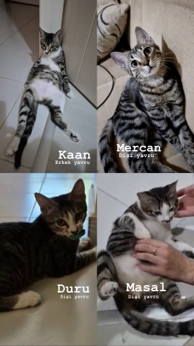 Yavru kedilere acil yuva fotoğraf