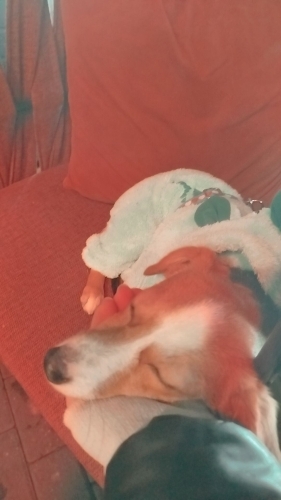 🐾 2,5 Yaşında Küçük Irk Dişi Köpek Sahiplendirilecektir 🐾 fotoğraf
