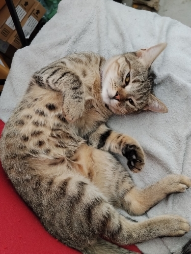 Kısır çipli ezo fotoğraf