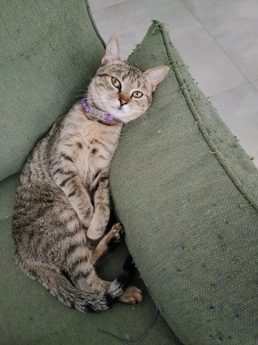 Kısır çipli ezo fotoğraf