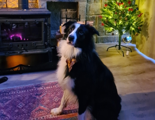 2.5 Yaşında Safkan Border Collie. Güzel karakterli, tuvalet eğitimli. fotoğraf