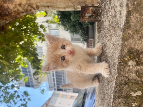 Minik kardesler fotoğraf