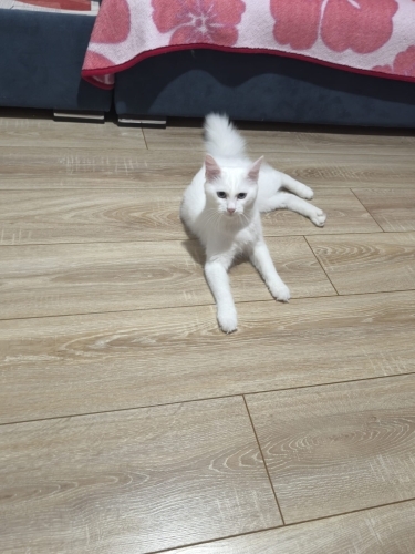 Çocuklarımız yuva arıyor fotoğraf