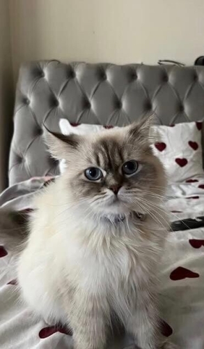 Sessiz sakin tatlı sizinle bağ kuran kızımıza yuva arıyoruz fotoğraf