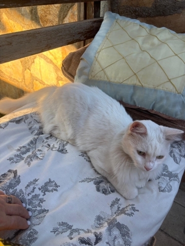 Bembeyaz kedi için yuva arıyoruz fotoğraf