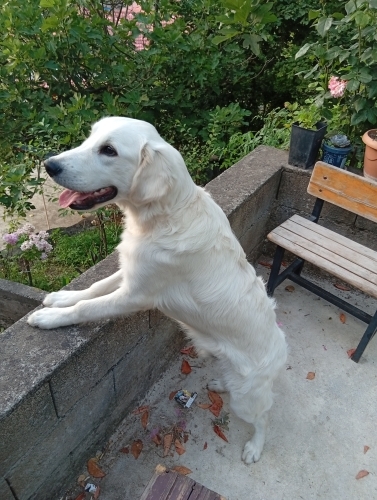 8 aylık Erkek Golden Retreiver fotoğraf
