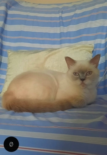 1 ay önce sokakta bulunan sevimli kedi fotoğraf