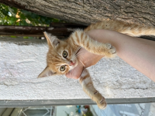Minik sarmana yuva💕 fotoğraf