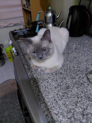 Tuvalet eğitimi var sakin bir kedi gece de füze gibi fotoğraf