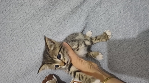 Annesi emzirmiyor,mama yiyor fotoğraf