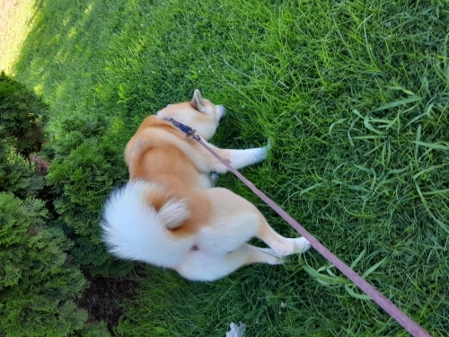 Acil Sahiplendirme Orijinal Akita İnu Köpeğimiz fotoğraf