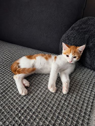 MOKA YUVA ARIYOR fotoğraf