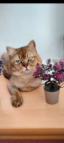 Çok tatlı bir kedi fotoğraf